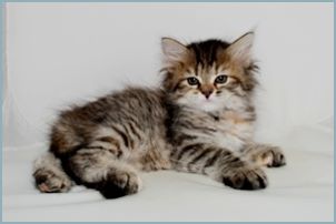 Female Siberian Kitten from Deedlebug Siberians